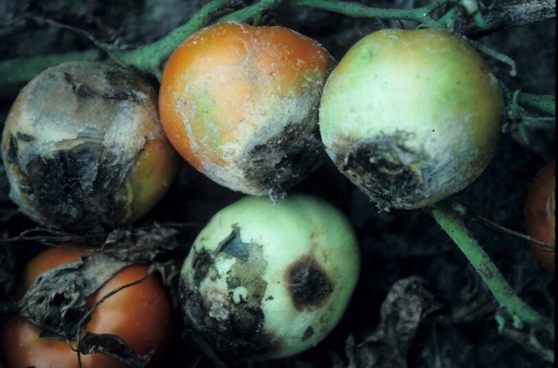 Gardening: Avoid plant diseases by doing things differently